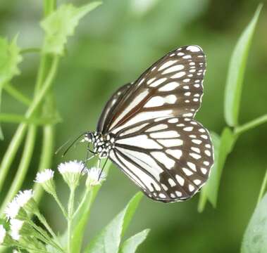 Danaus (Anosia) ismare Cramer 1782的圖片