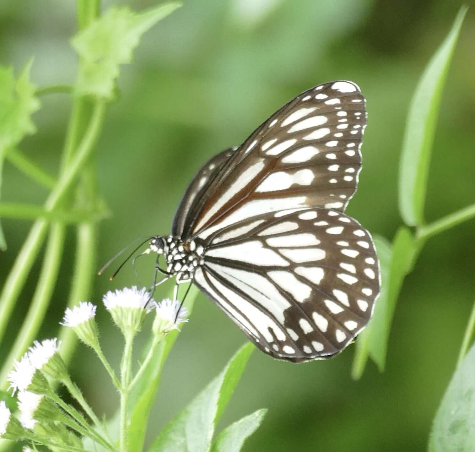 Sivun Danaus (Anosia) ismare Cramer 1782 kuva