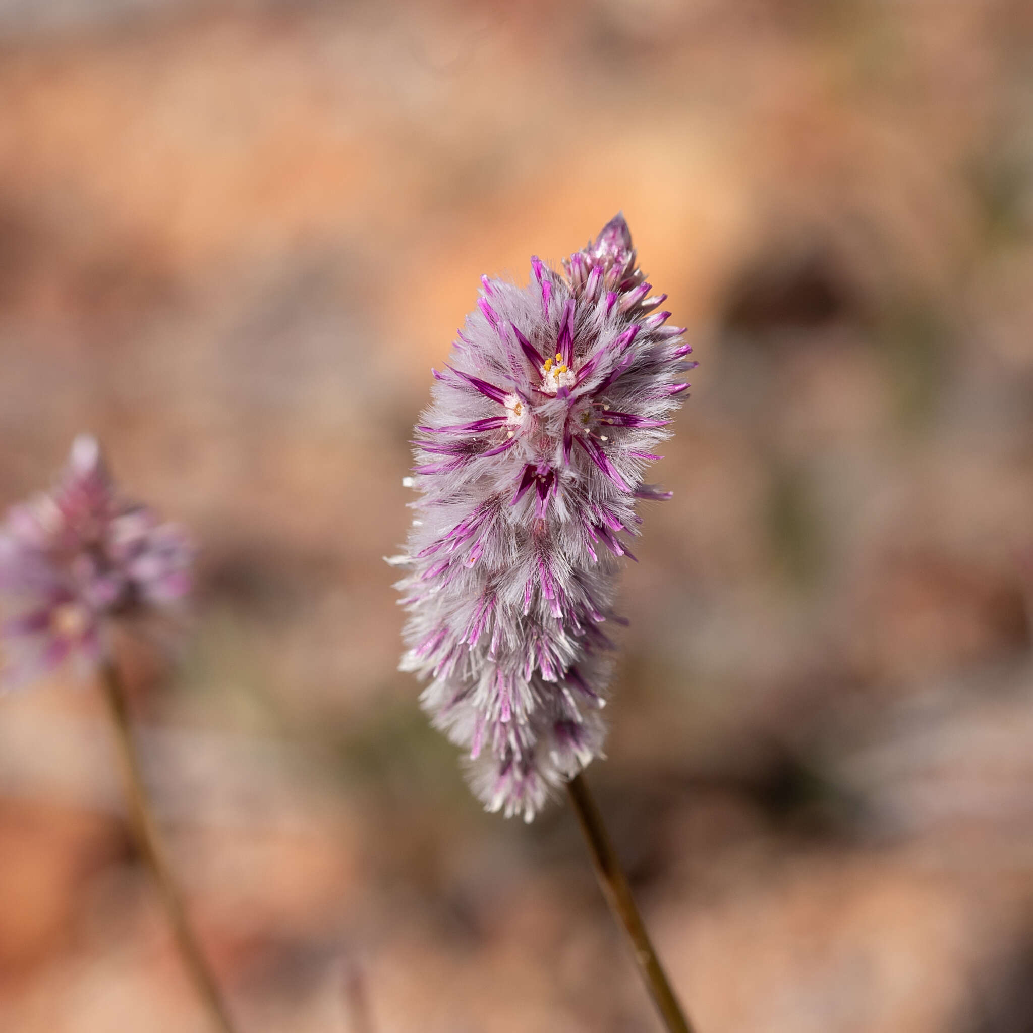 Image of Ptilotus leucocoma (Moq.) F. Muell.