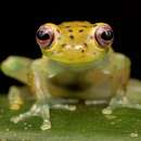 Image of Litoral Glassfrog