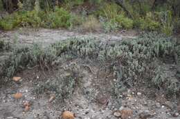 Image of Beach Seepweed