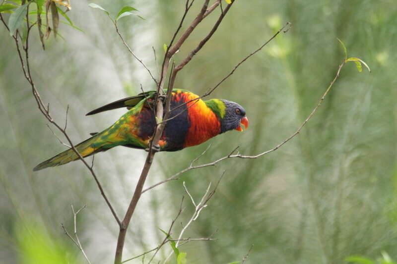 Image of Rainbow Lorikeet