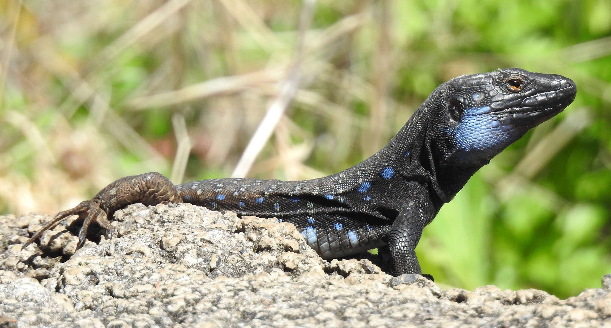 Image of Gallotia galloti palmae (Boettger & Müller 1914)