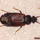 Image of Ocillate rove beetle