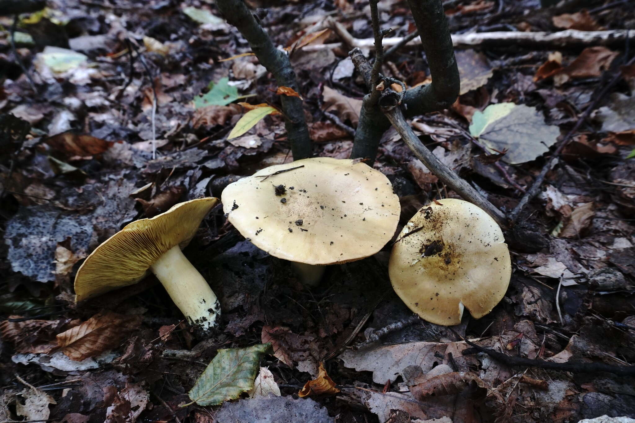 Image of Tricholoma frondosae Kalamees & Shchukin 2001