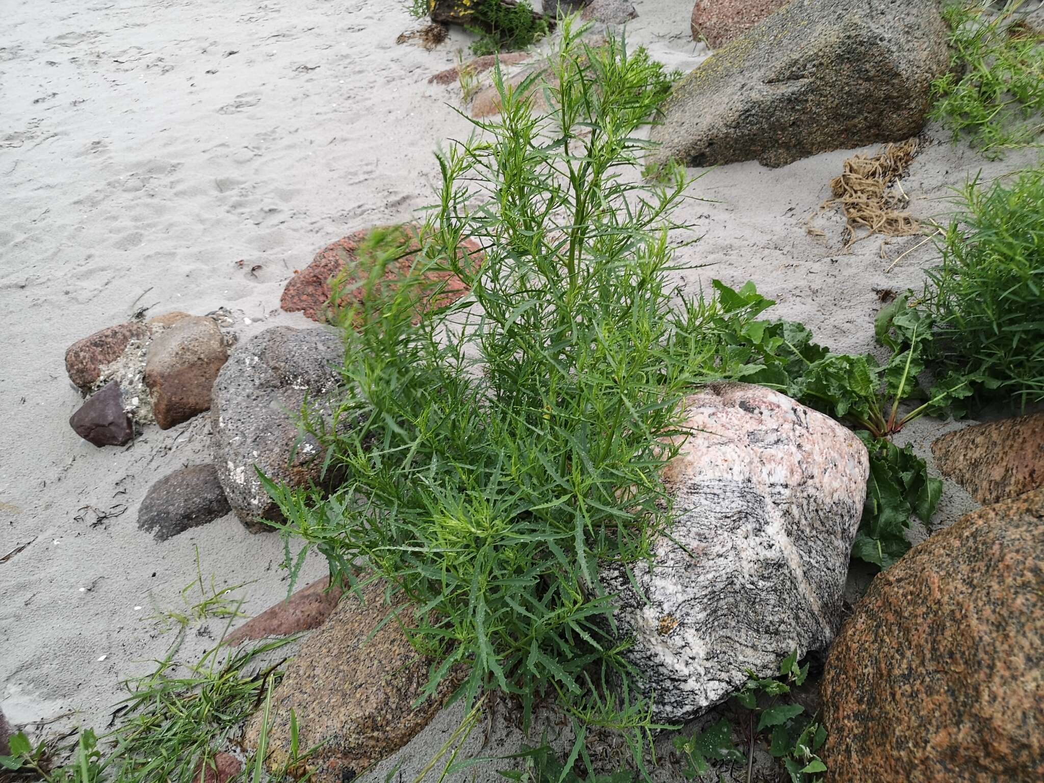 Image of Grass-leaved orache