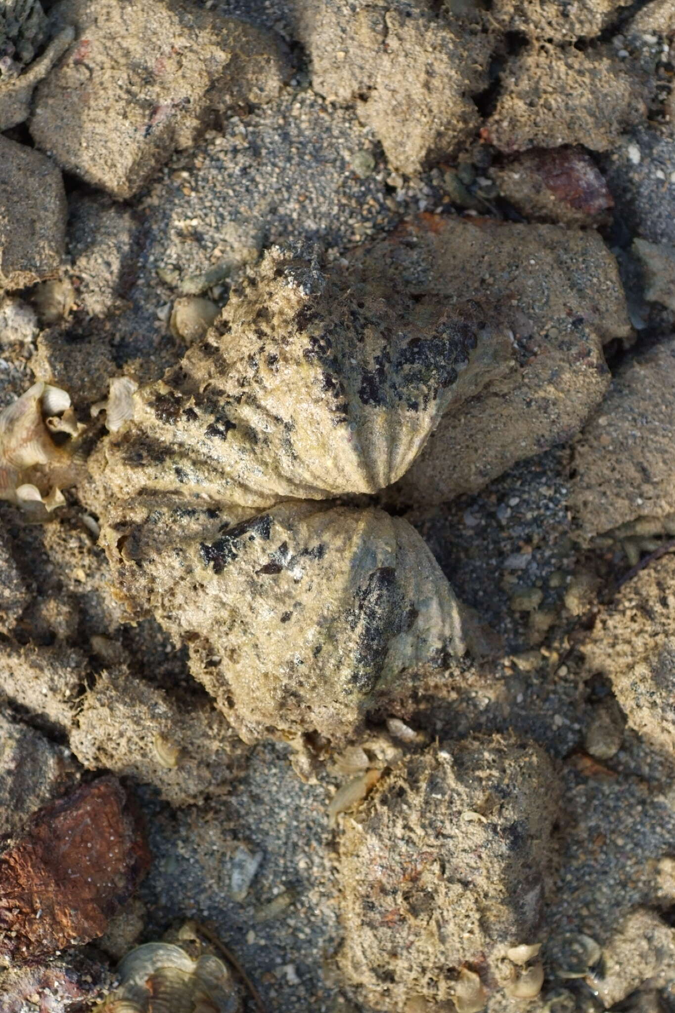 Image of Bear Paw Clam