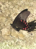 Image de Papilio bianor Cramer (1777)