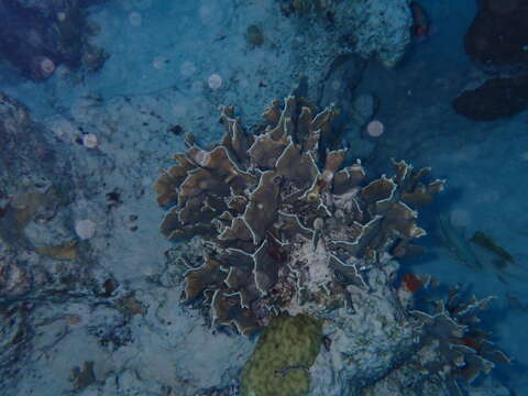 Image of Fire coral