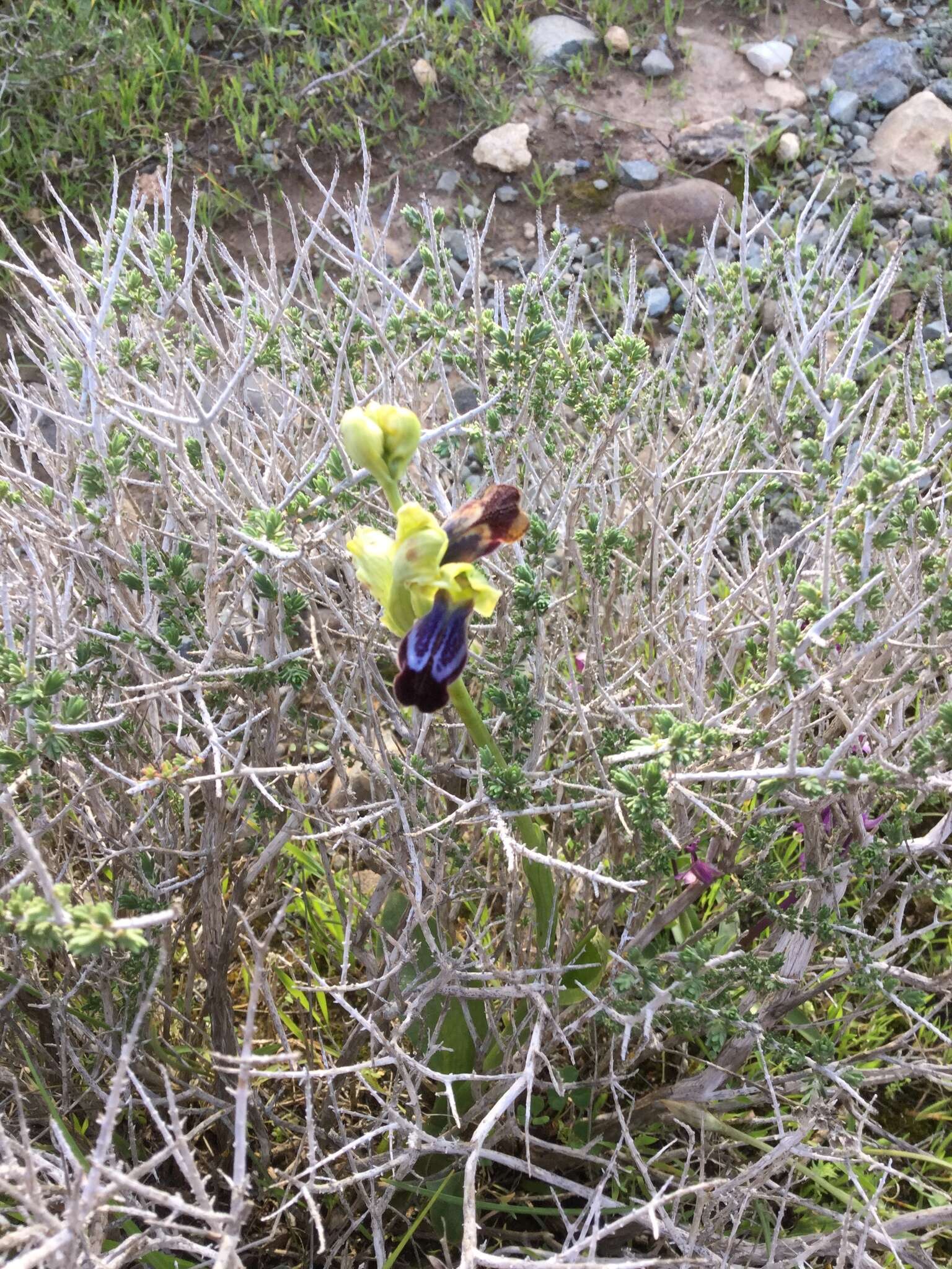 Image of Ophrys fusca subsp. iricolor (Desf.) K. Richt.