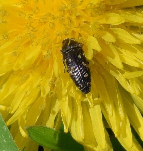 Image of Acmaeodera tubulus (Fabricius 1801)