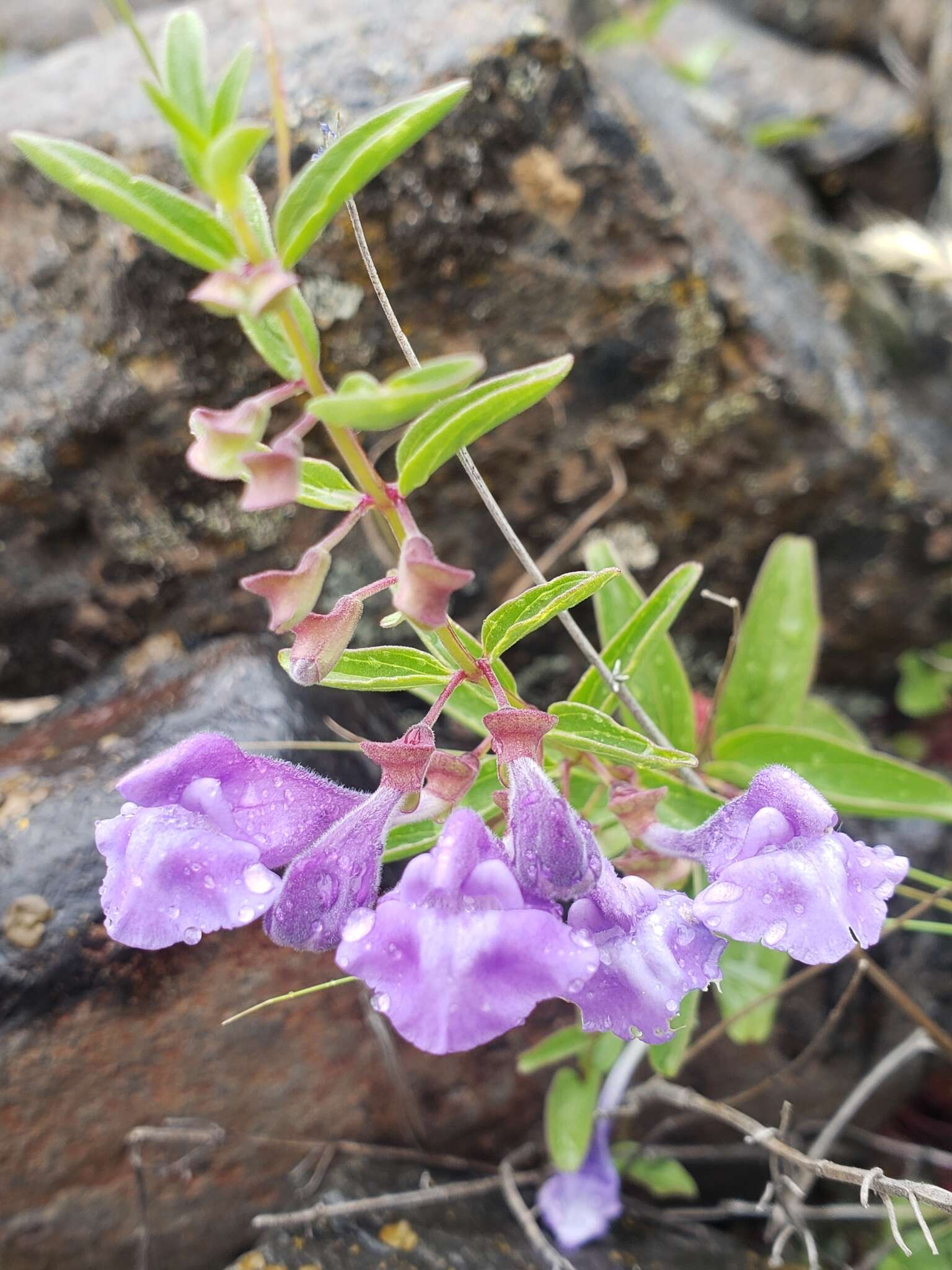 Image of narrowleaf skullcap