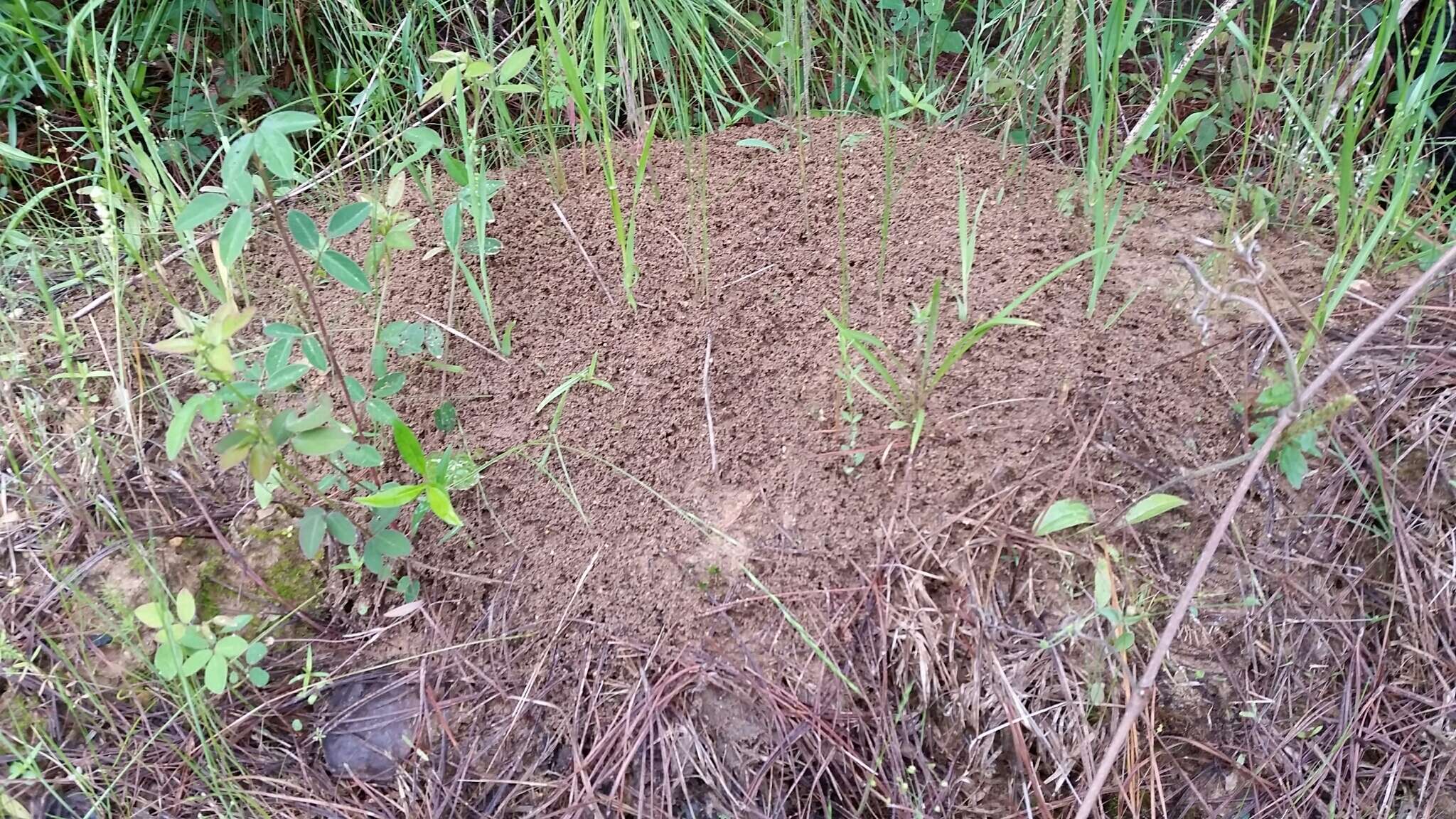 Image of Red imported fire ant