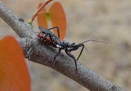 Plancia ëd Rhynocoris albopunctatus (Stål 1855)