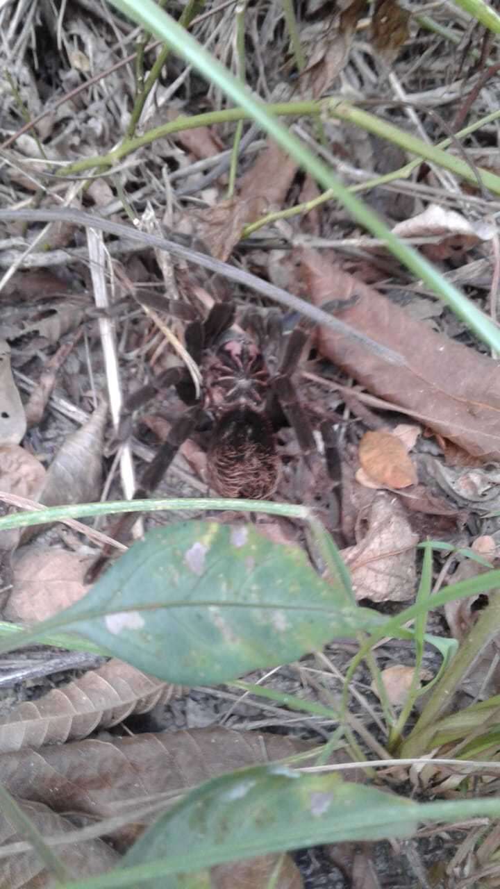 Image of Columbian lesserblack tarantula