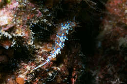 Image of White tipped red and white slug