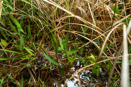 Image of Southern Chorus Frog