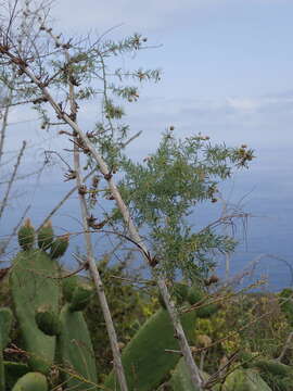 Image of Asparagus umbellatus Link