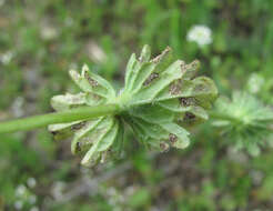 Image of Peronospora lamii