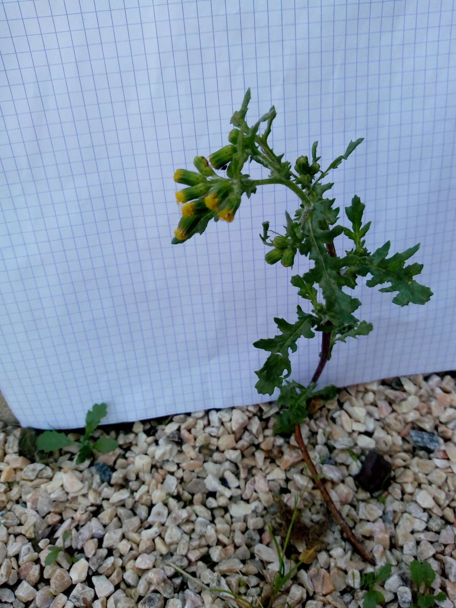 Слика од Senecio vulgaris subsp. vulgaris