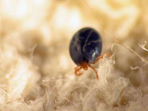 Image of Haemaphysalis leporispalustris (Packard 1869)