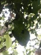 Image de Ficus benjamina L.