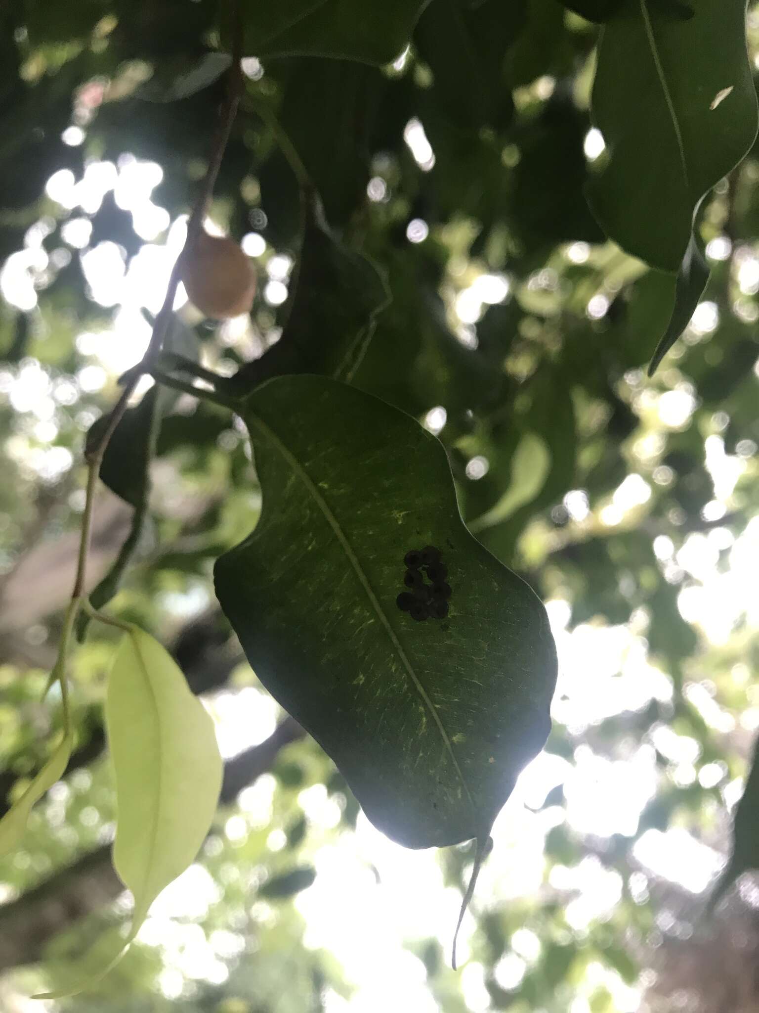 Image de Ficus benjamina L.