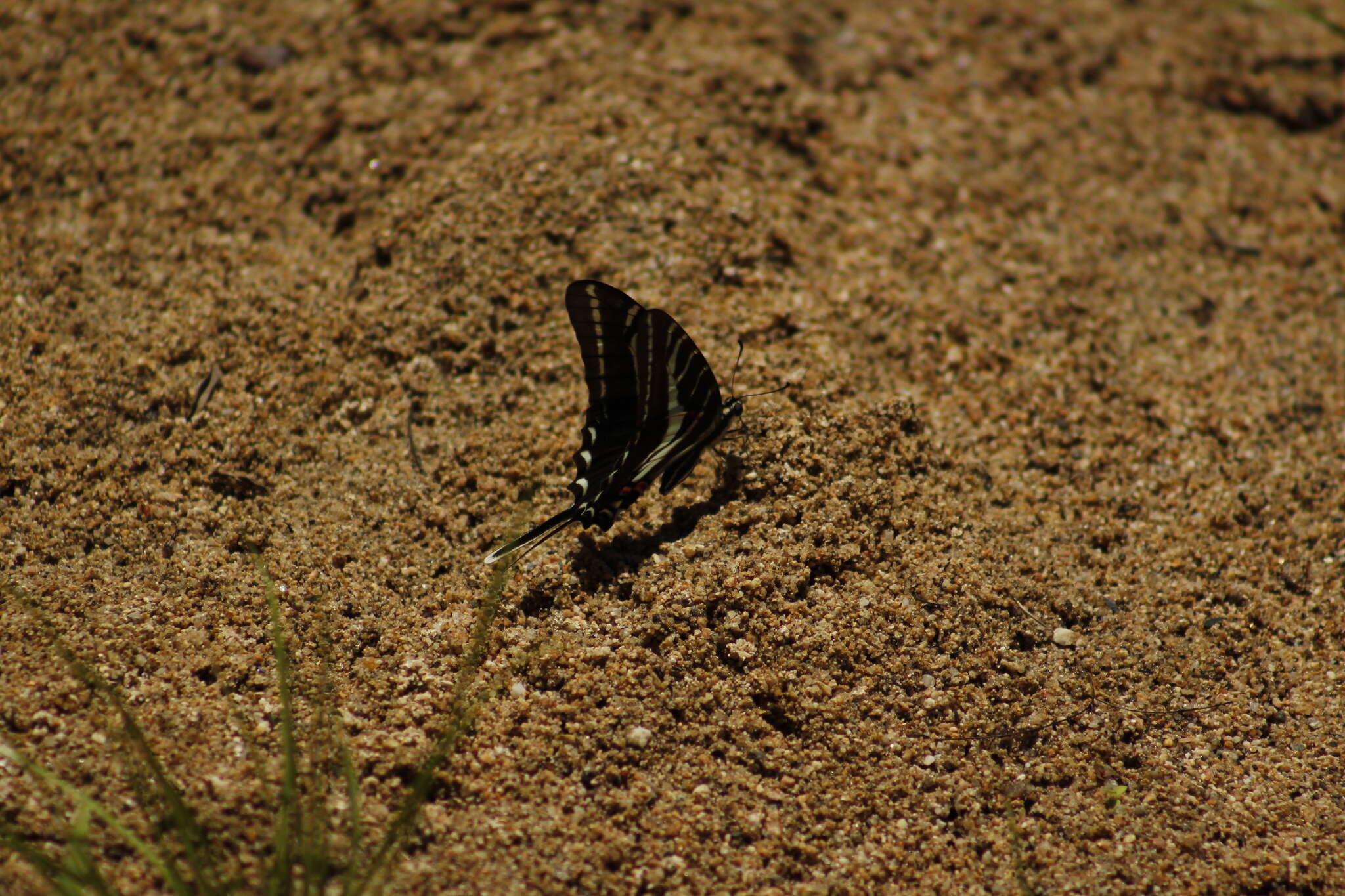 Image of <i>Eurytides philolaus</i>