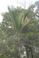 Image of Sierran palm