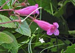 Seemannia gymnostoma (Griseb.) Toursark.的圖片