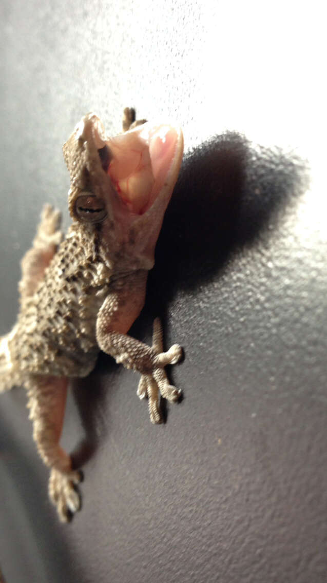 Image of Common Wall Gecko