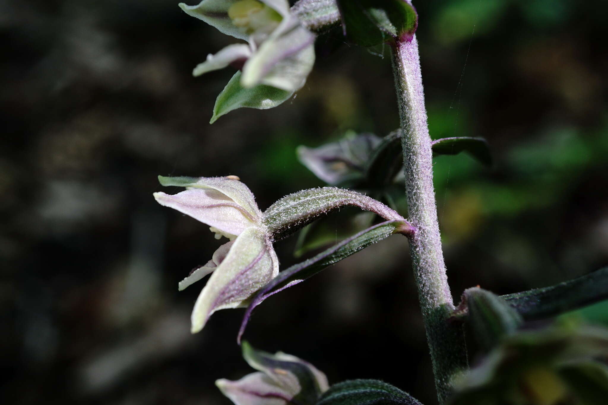 Image of Epipactis condensata Boiss. ex D. P. Young