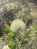 Image of Leucospermum truncatum (Buek ex Meissn.) Rourke