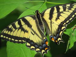 Image de Papillon tigré du Canada