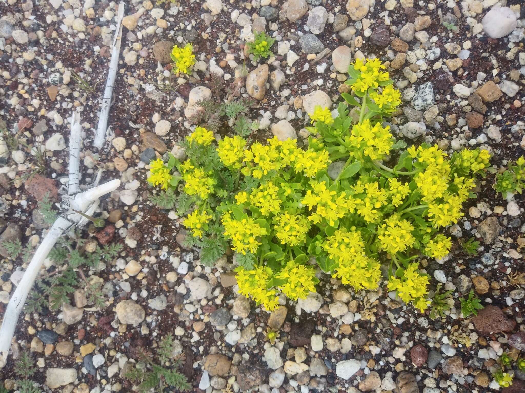 Sivun Lepidium flavum Torr. kuva