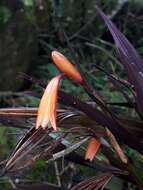 Image of Sobralia crocea (Poepp. & Endl.) Rchb. fil.