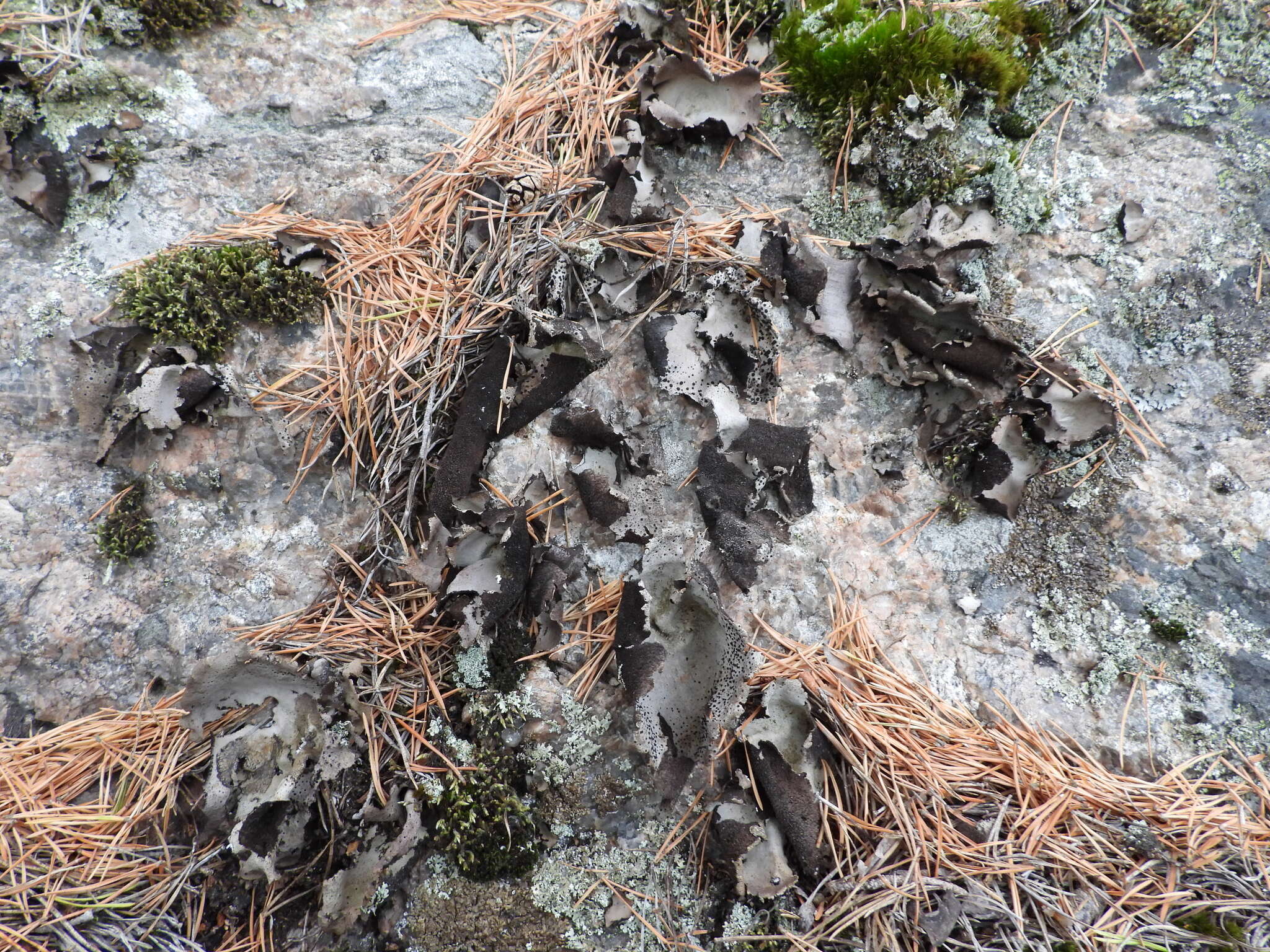 Image of Umbilicaria spodochroa (Ehrh. ex Hoffm.) DC.