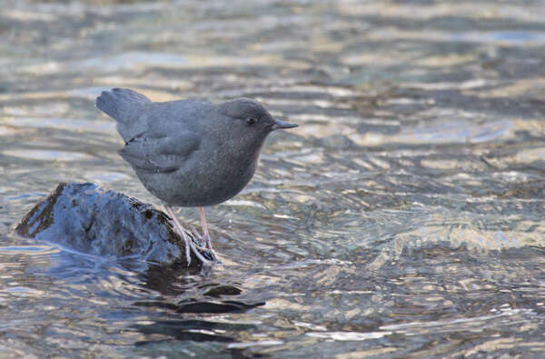 Image of American Dipper