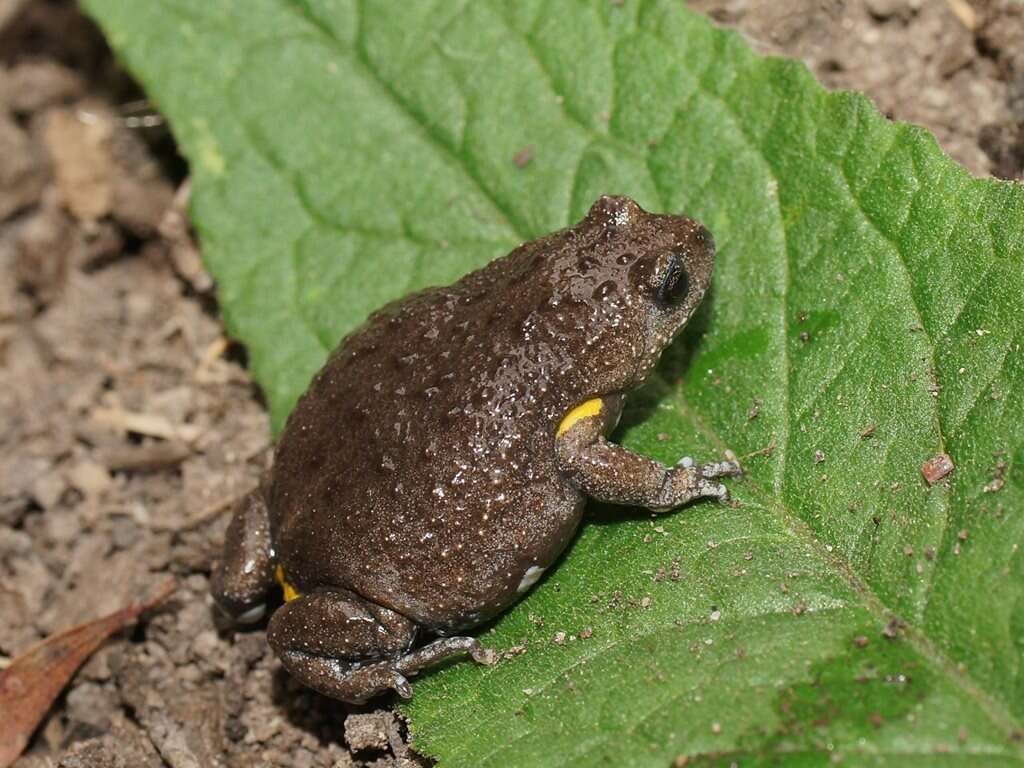 Image of Dendy’s Toadlet