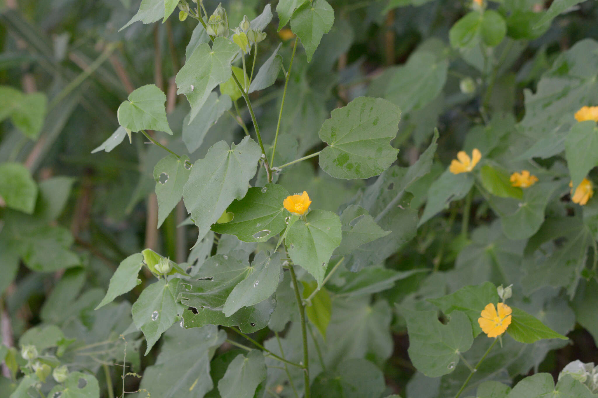 Image of coastal Indian mallow