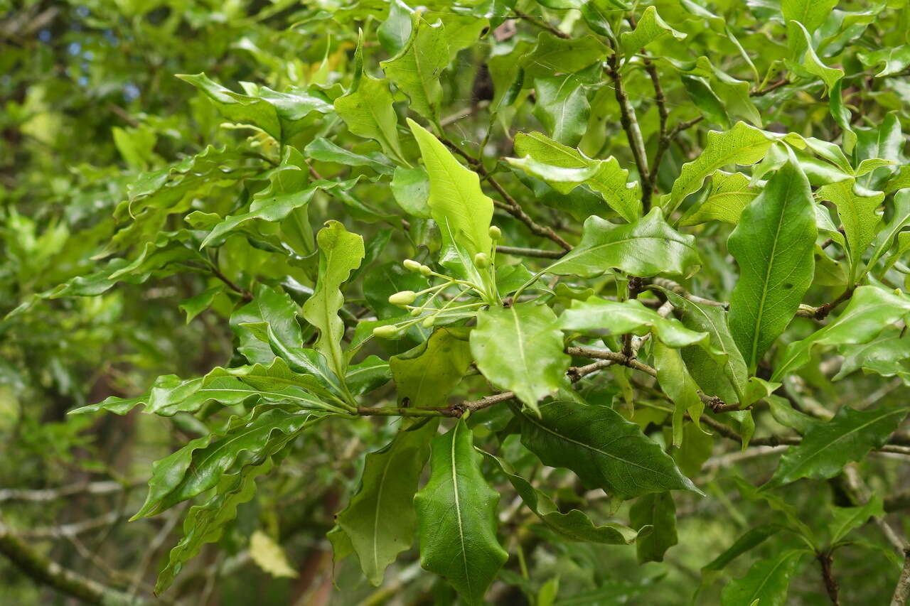 Sivun Pittosporum illicioides Makino kuva