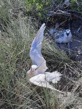 Image of tropicbirds