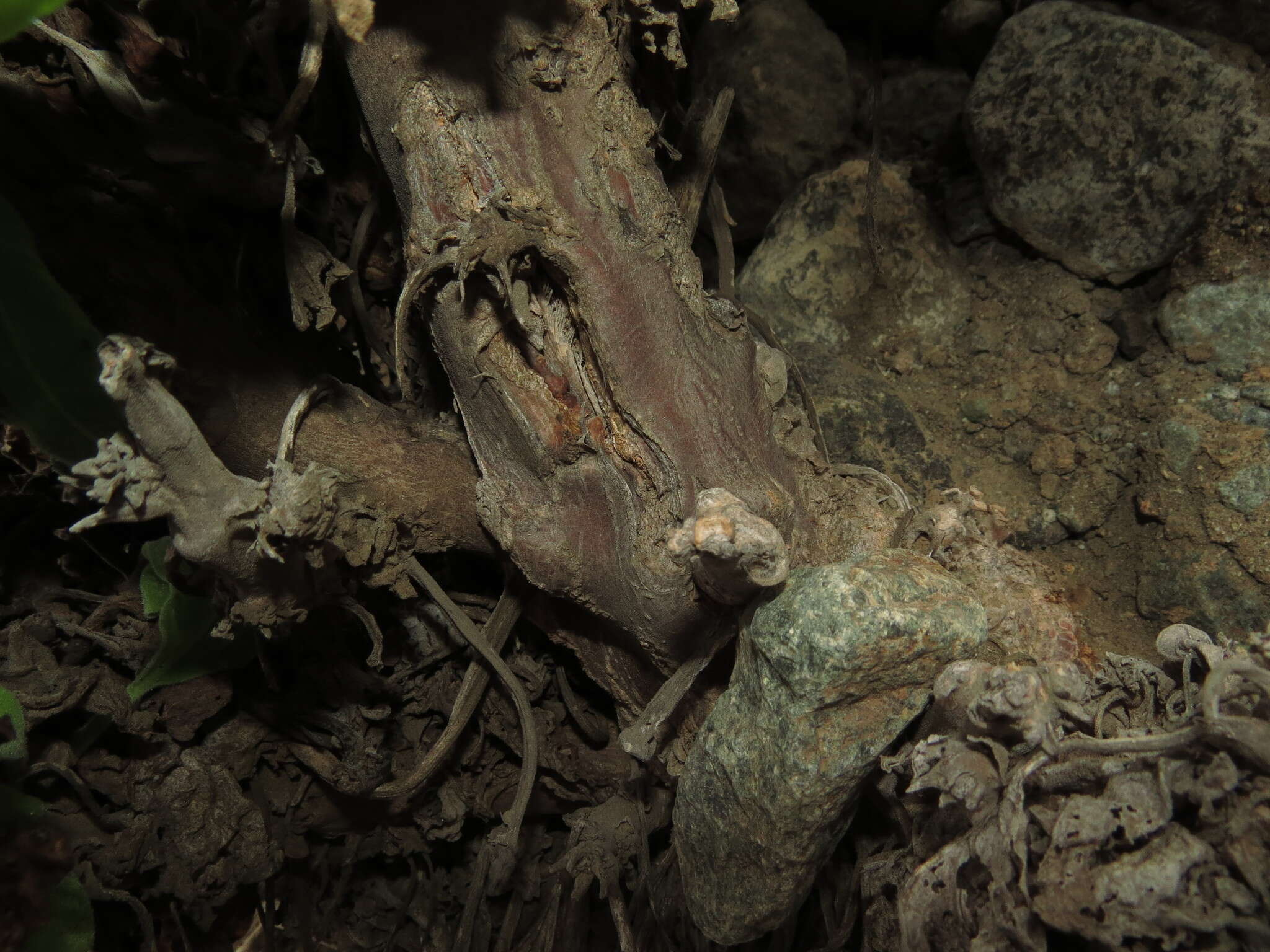 Image of Nicotiana solanifolia Walp.