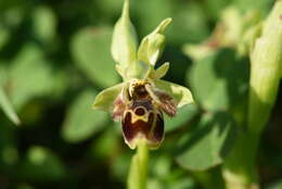 Image of Ophrys umbilicata subsp. umbilicata