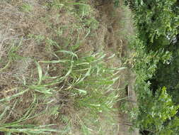 Image of Johnson grass