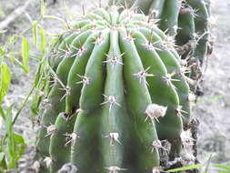 Image of Echinopsis rhodotricha K. Schum.