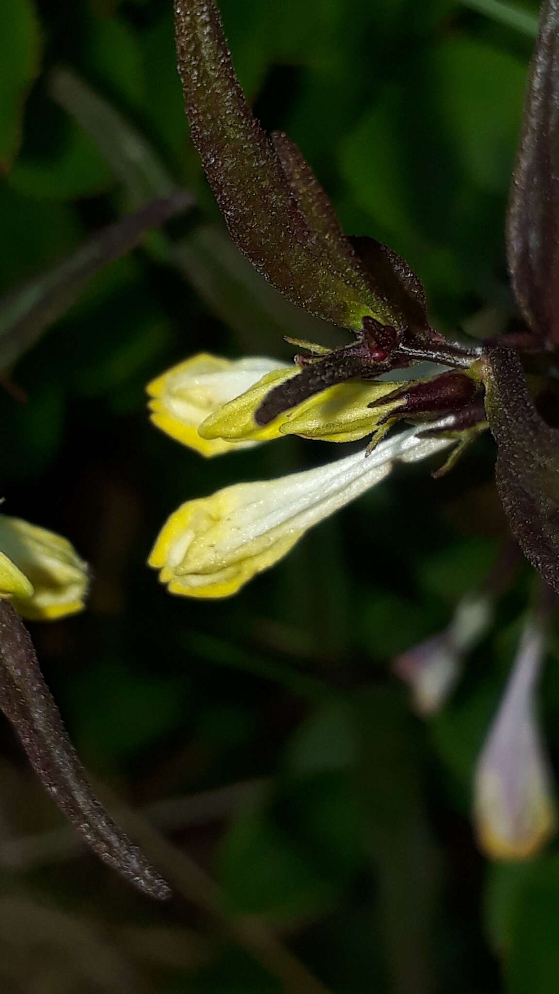 Image of Melampyrum pratense subsp. commutatum (Tausch ex A. Kern.) C. E. Britton