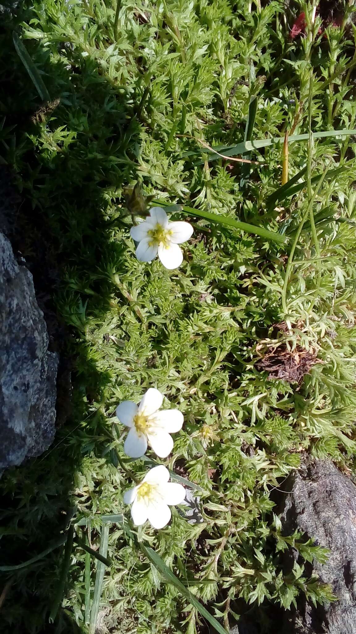 Слика од Saxifraga hypnoides L.