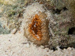 Image of red warty anemone