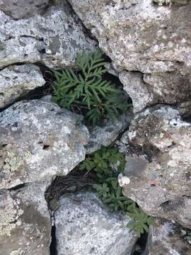 Image of triangleleaf lipfern